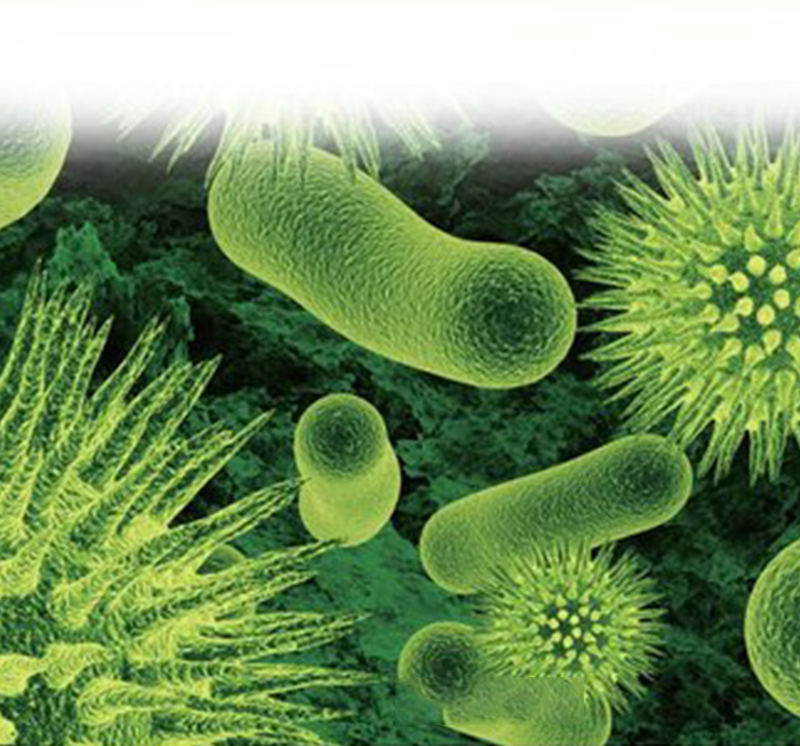 藻类（小球藻）应用